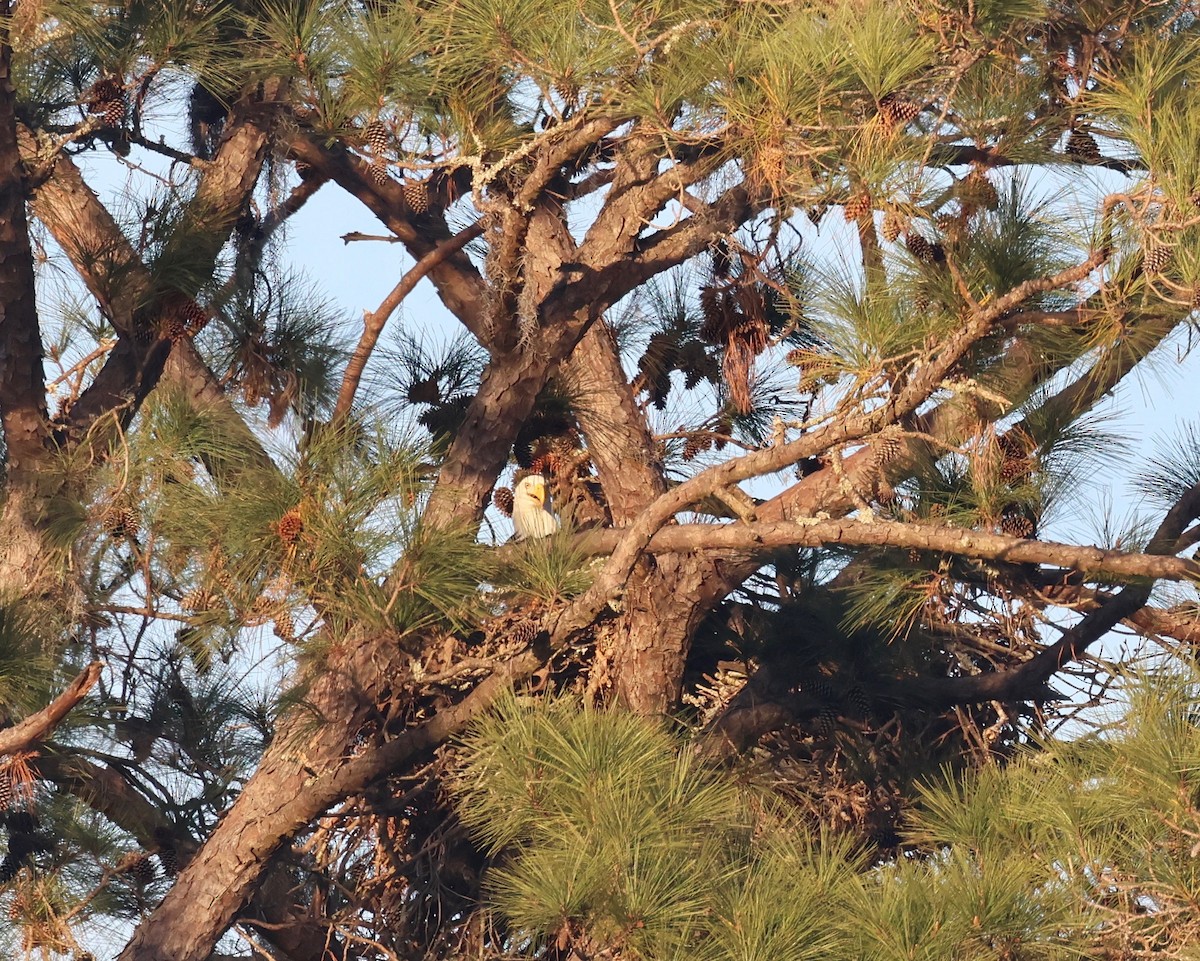 Itsas arrano buruzuria - ML645204827