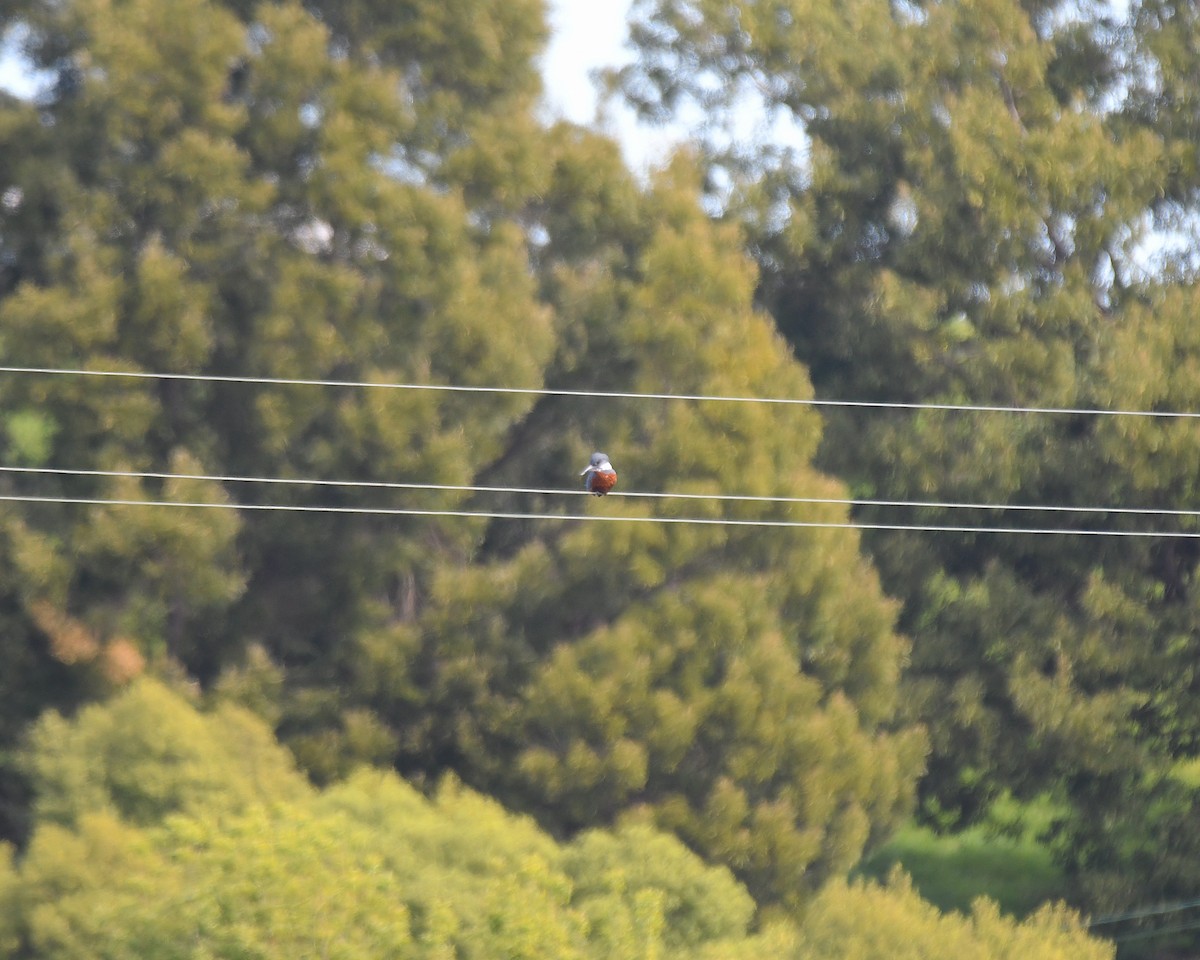 Ringed Kingfisher (Patagonian) - ML645204828