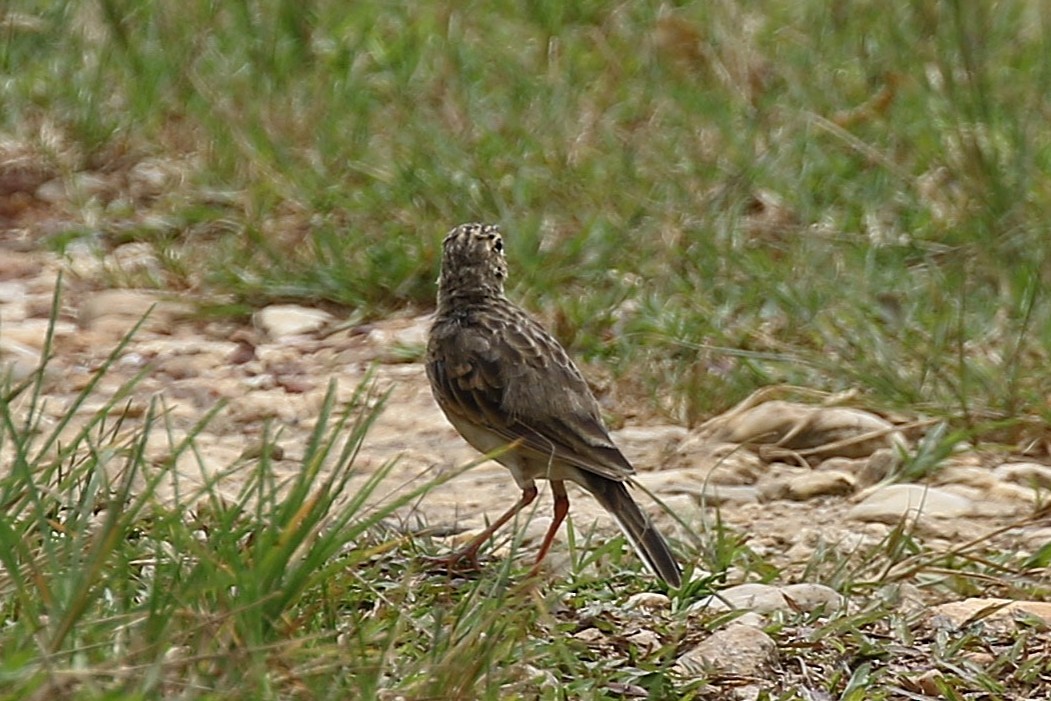 Txirta ekialdetarra - ML645204829