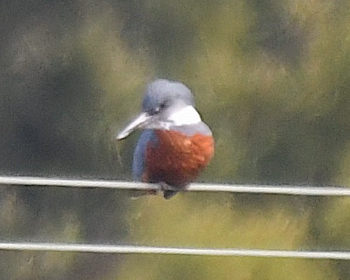 Ringed Kingfisher (Patagonian) - ML645204830