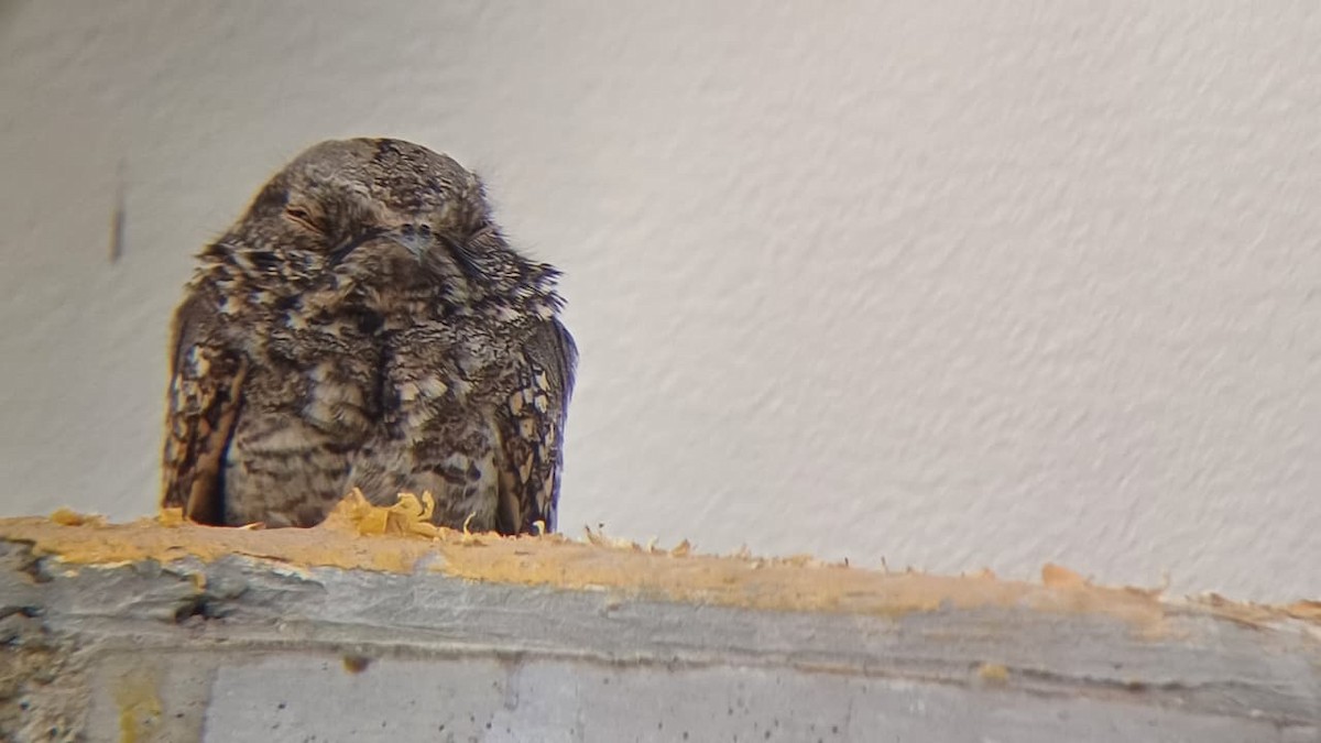 Tschudi's Nightjar - ML645204831