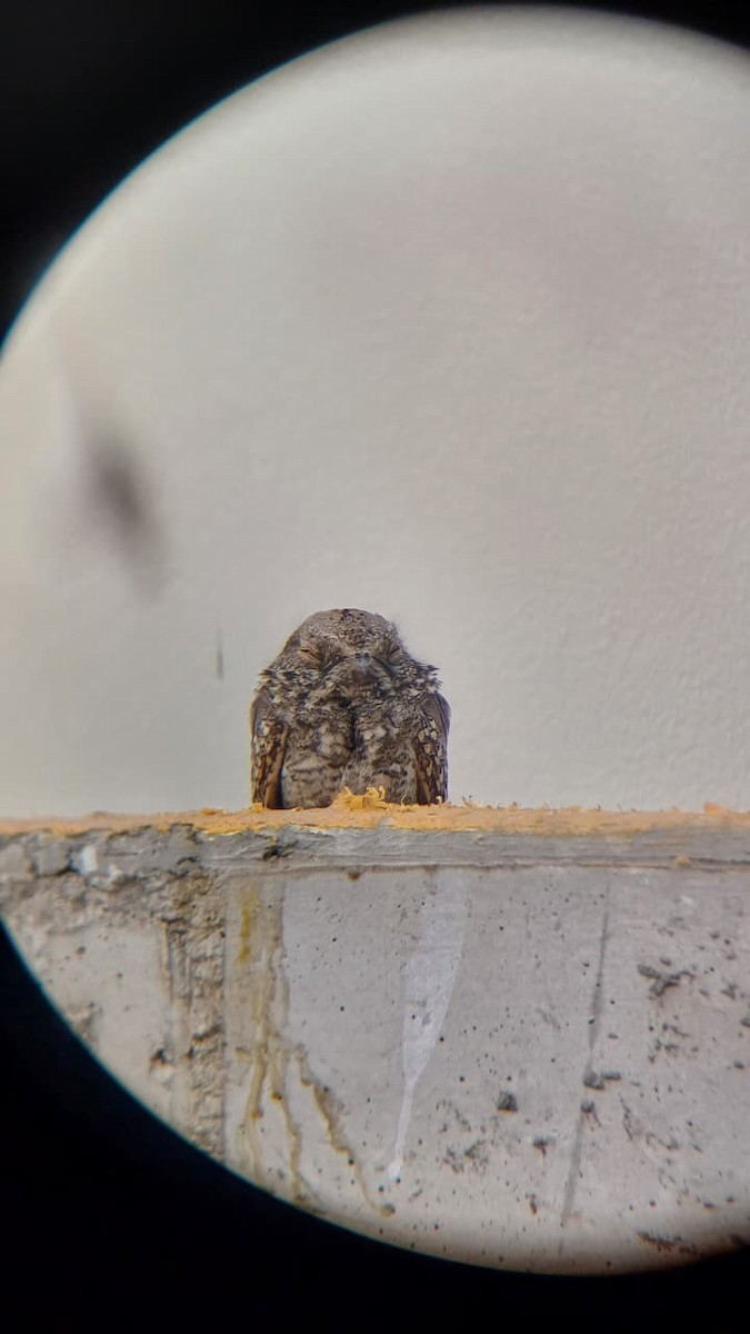 Tschudi's Nightjar - ML645204832