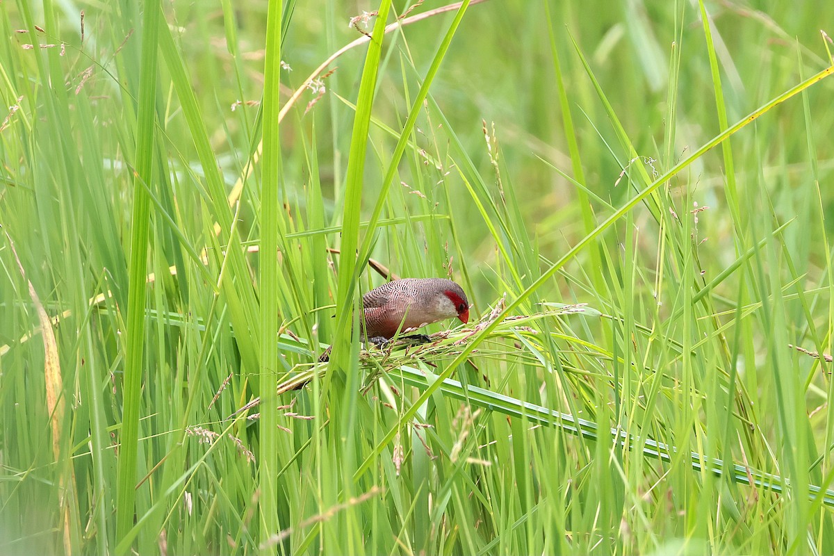 Estrilda mokogorria - ML645204834