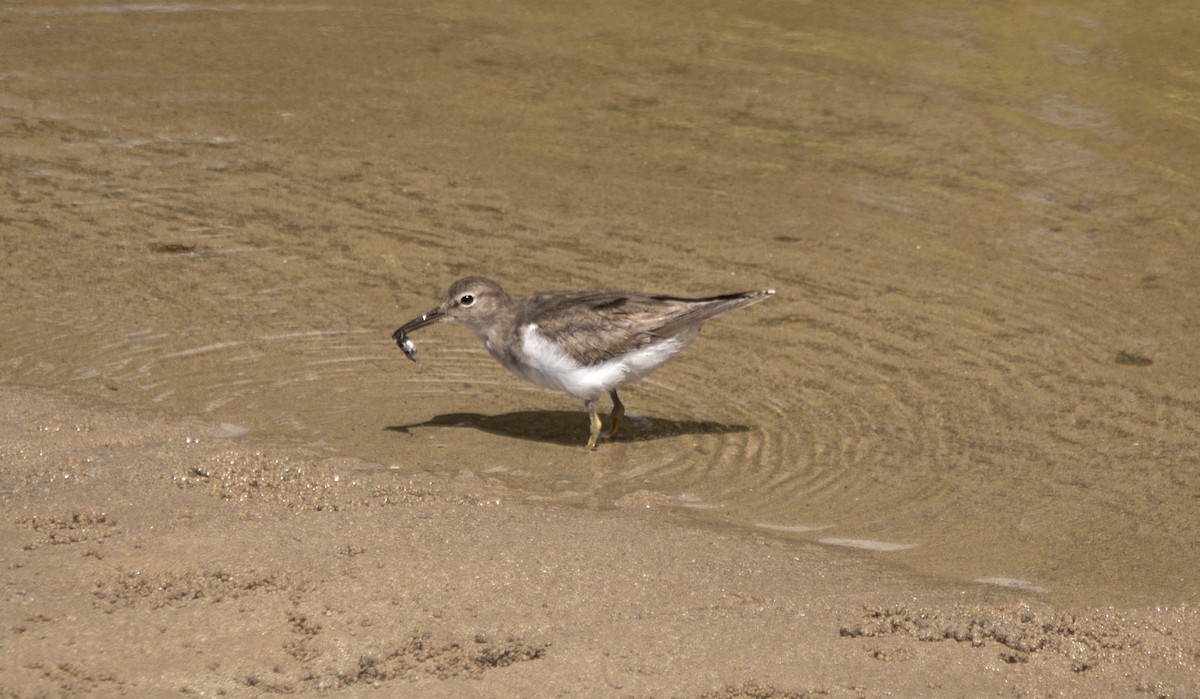 Kuliska orbanduna - ML645204835