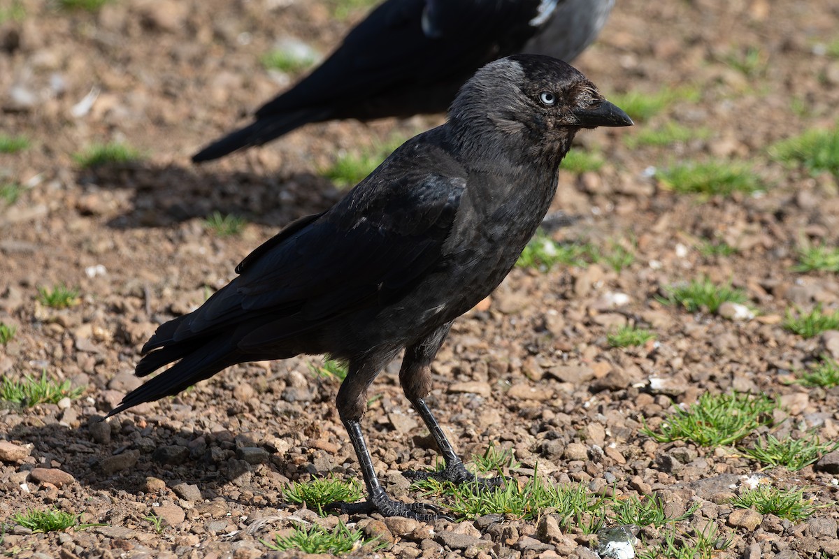 Eurasian Jackdaw - ML645204845