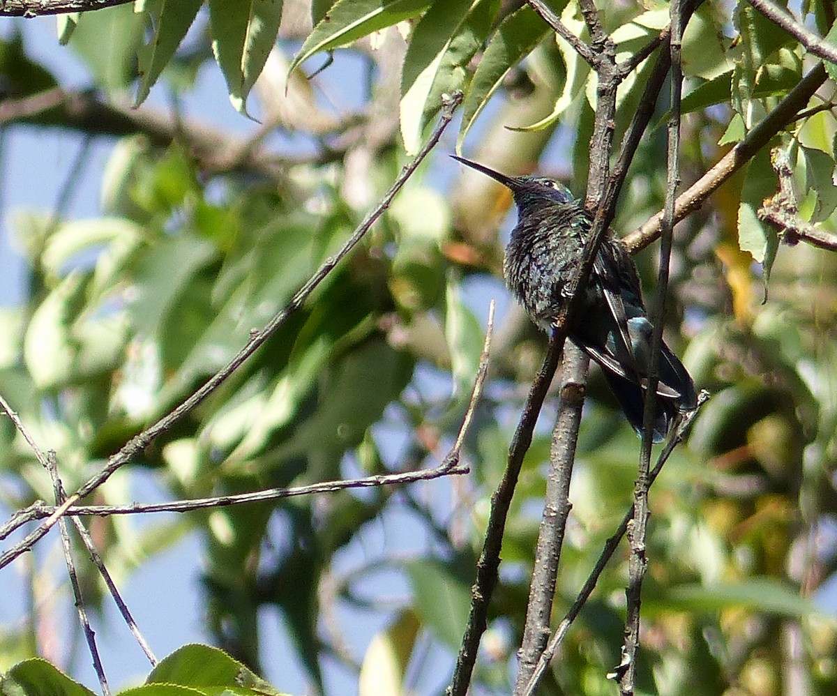Колібрі синьочеревий - ML645204848