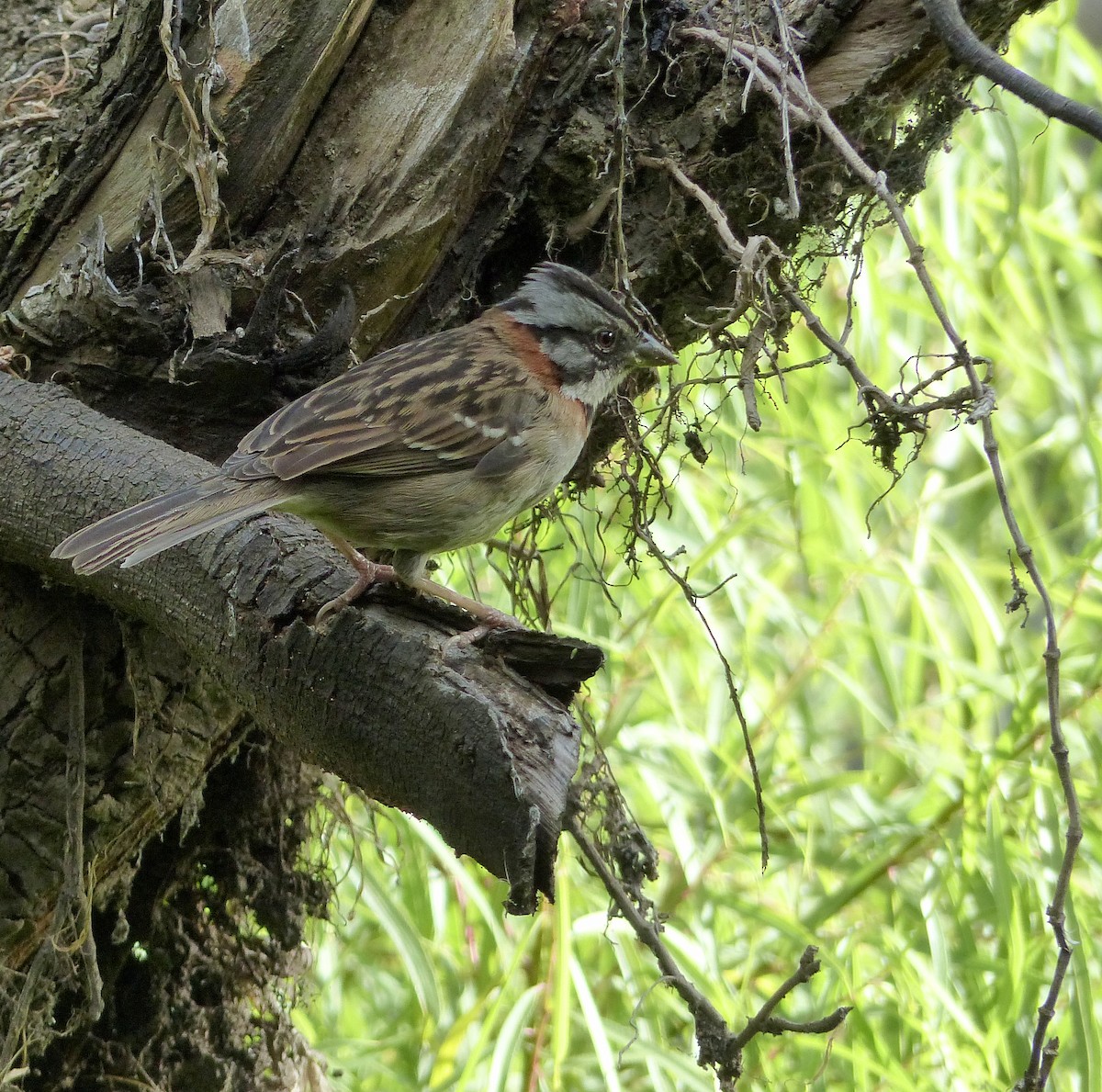 Morgenammer - ML645204856