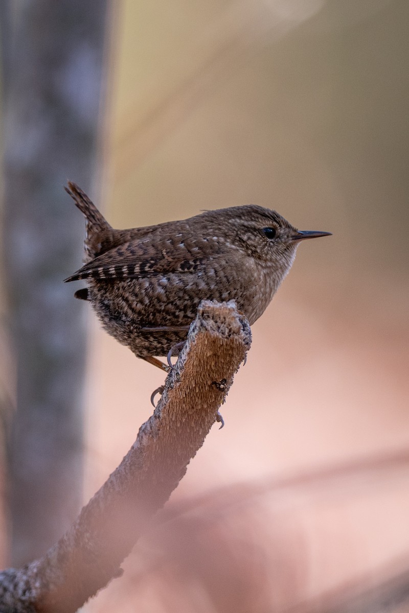 Winter Wren - ML645204882