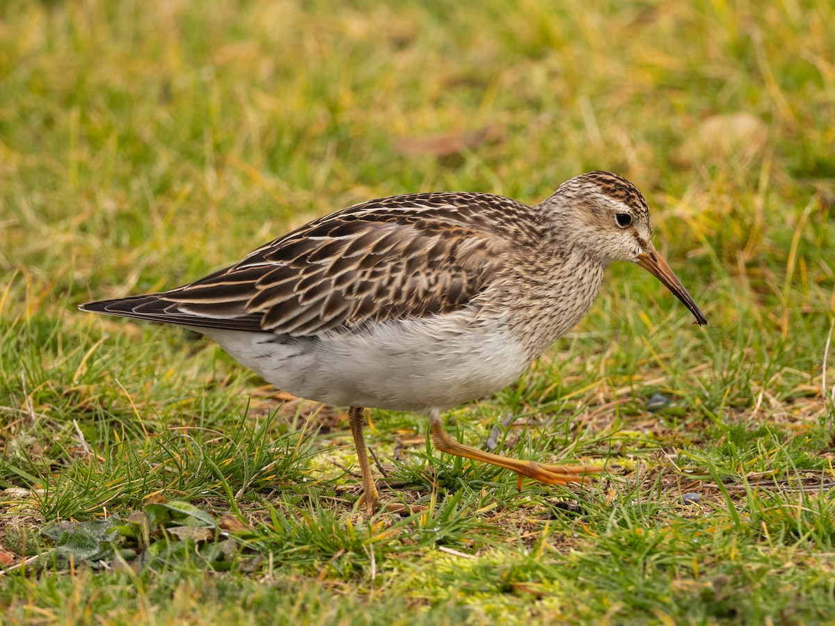 Pectoral Sandpiper - ML645204896