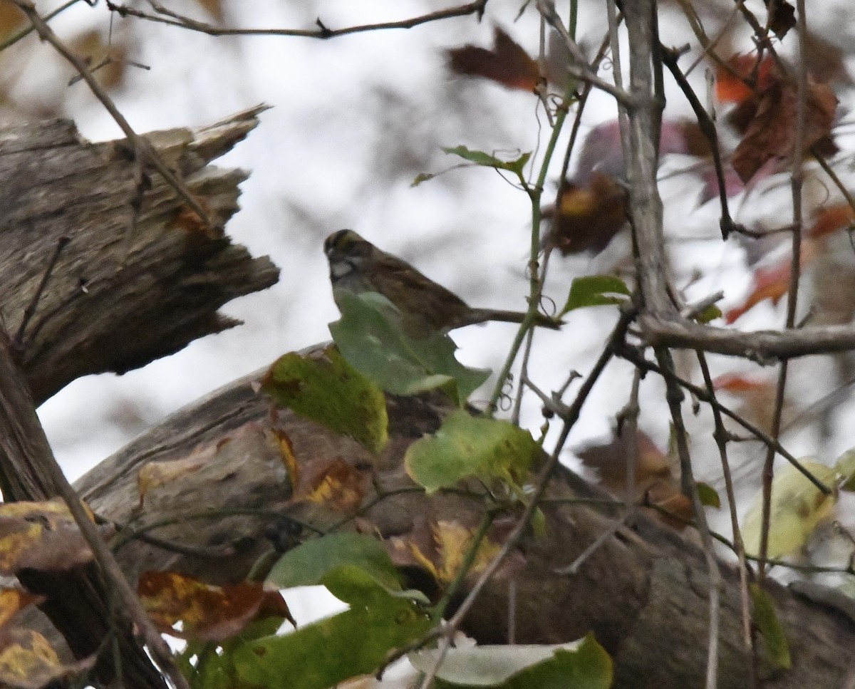 White-throated Sparrow - ML645204897