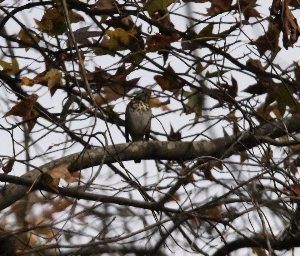 Hermit Thrush - ML645204904