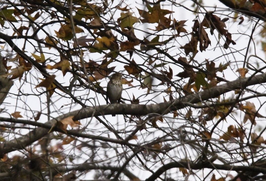 Hermit Thrush - ML645204905