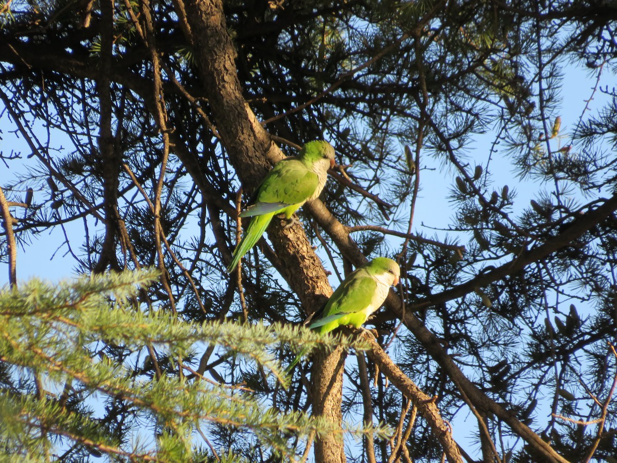 Mönchssittich - ML645204915