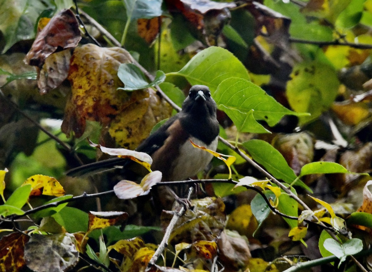 Eastern Towhee - ML645204917