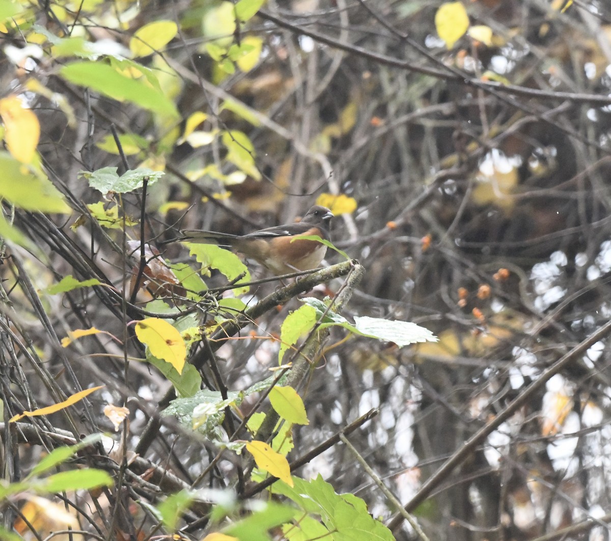 Eastern Towhee - ML645204919