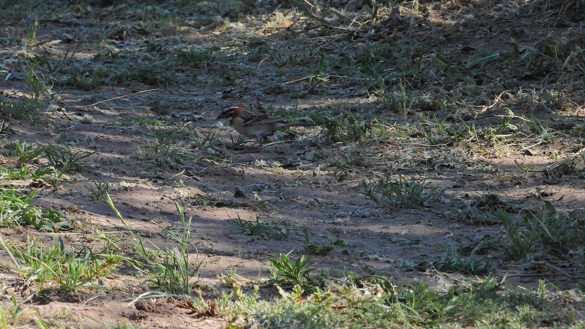 Morgenammer - ML645204949