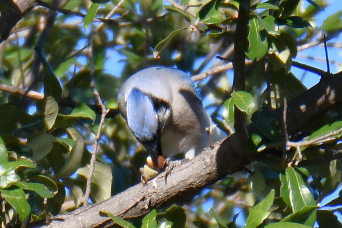 Geai bleu - ML645204951