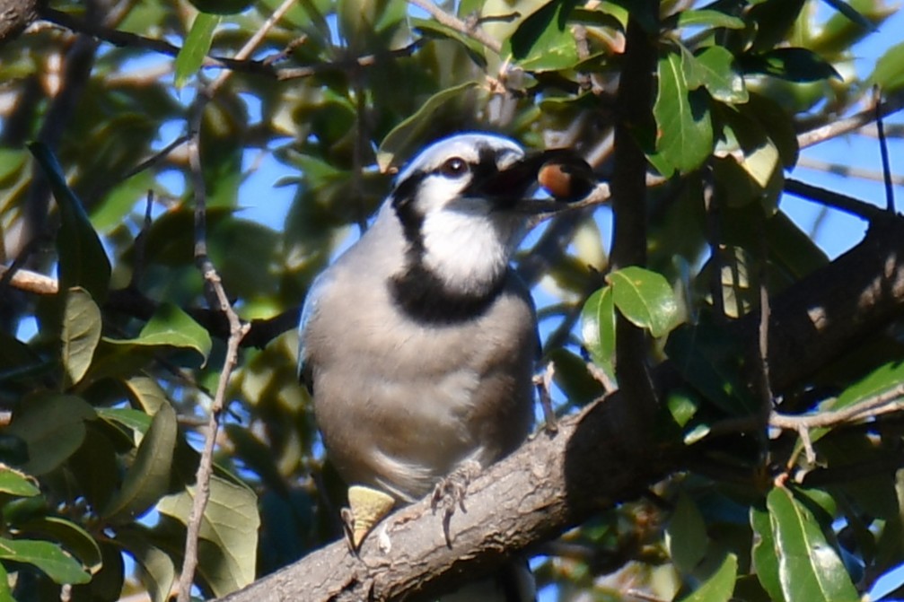 Geai bleu - ML645204953