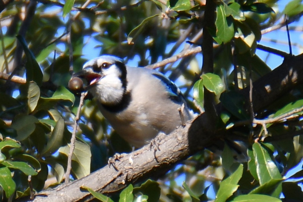 Geai bleu - ML645204954