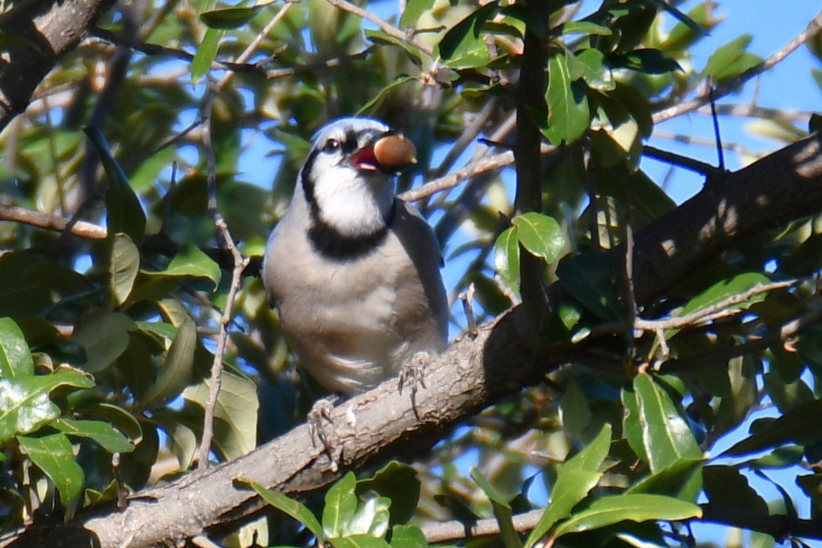 Geai bleu - ML645204956