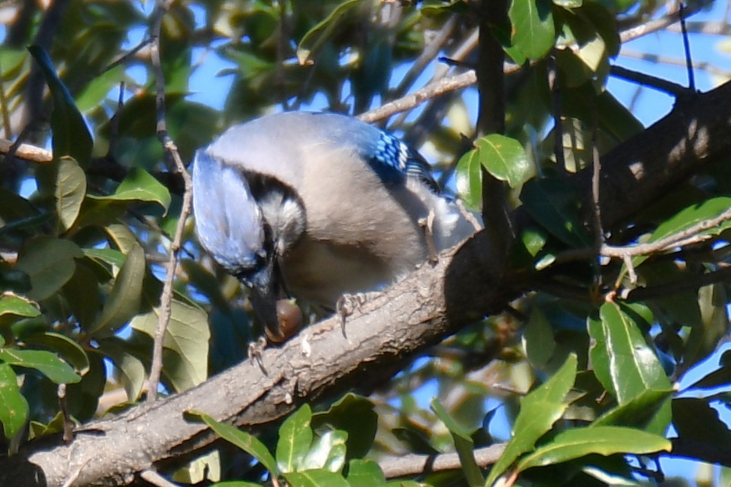 Geai bleu - ML645204957