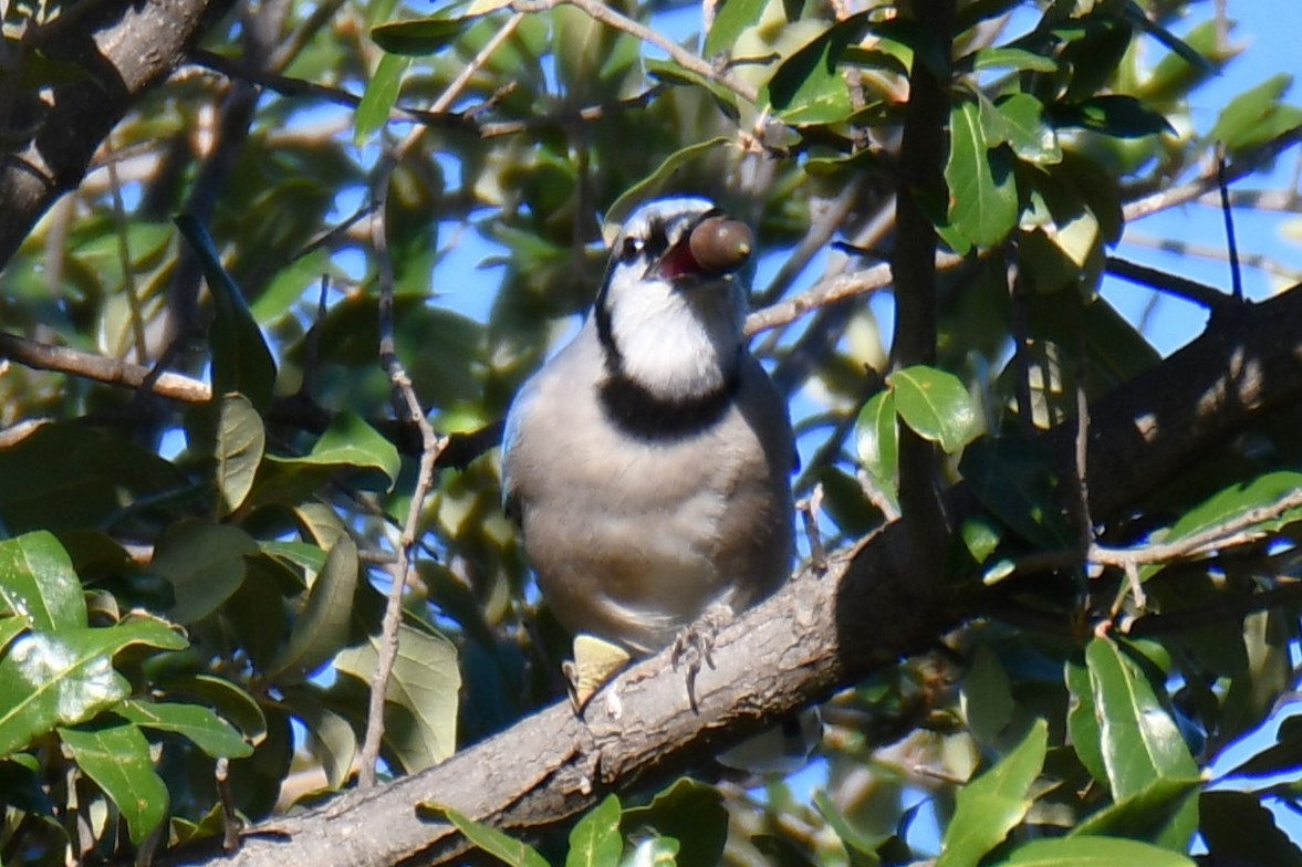 Geai bleu - ML645204958