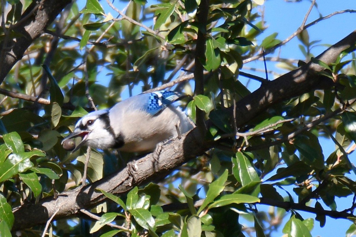 Geai bleu - ML645204959