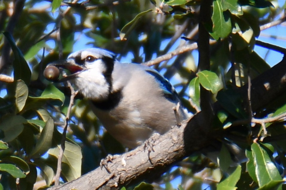 Geai bleu - ML645204960