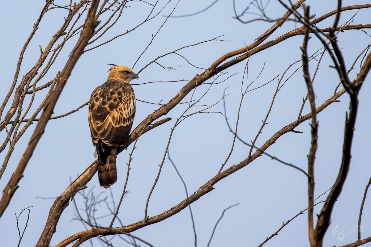 Changeable Hawk-Eagle - ML645204968