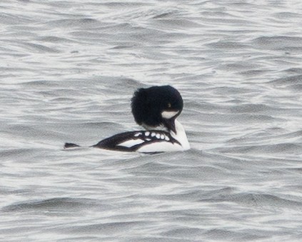 キタホオジロガモ - ML645204975