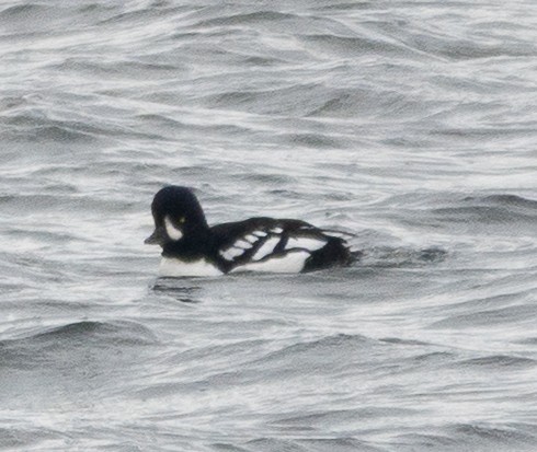 キタホオジロガモ - ML645204976