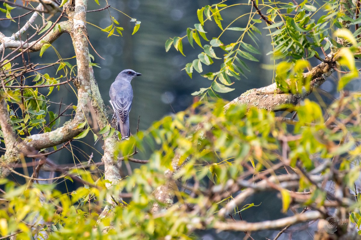 Indian Cuckooshrike - ML645204980