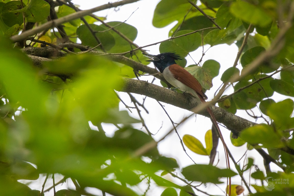Indian Paradise-Flycatcher - ML645204981