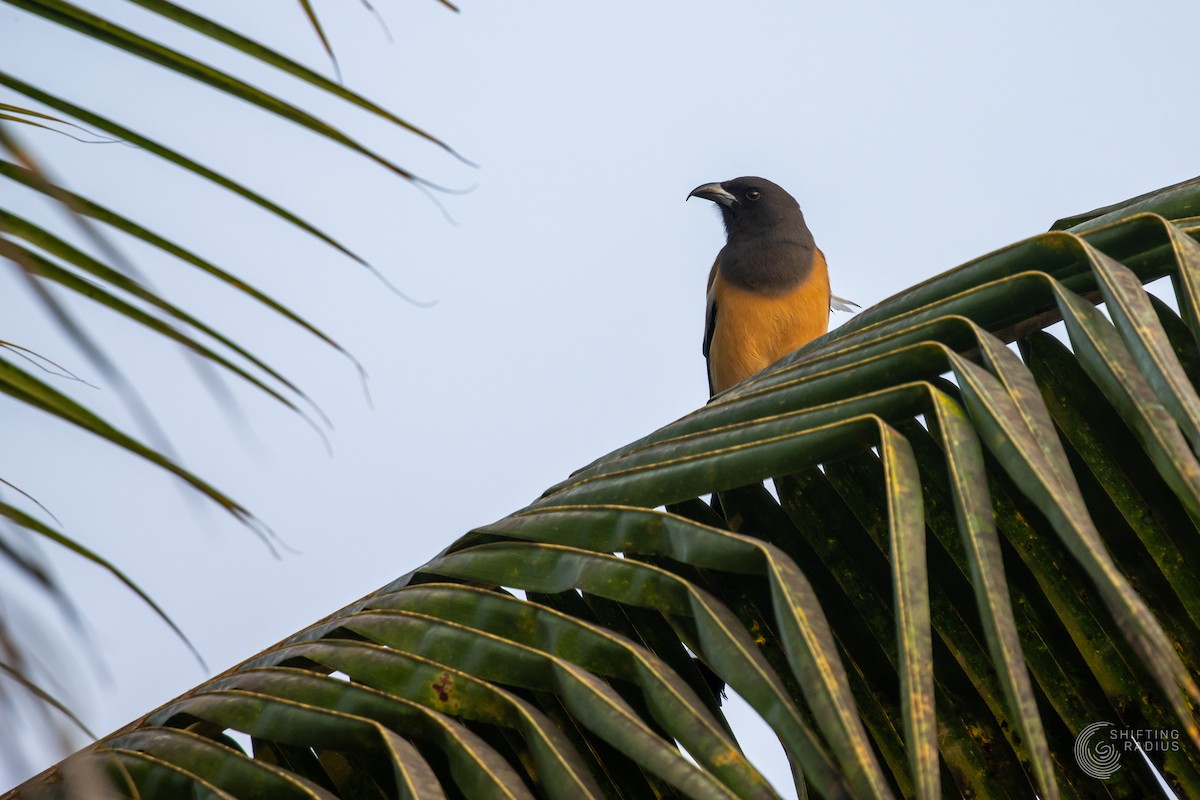 Rufous Treepie - ML645204988