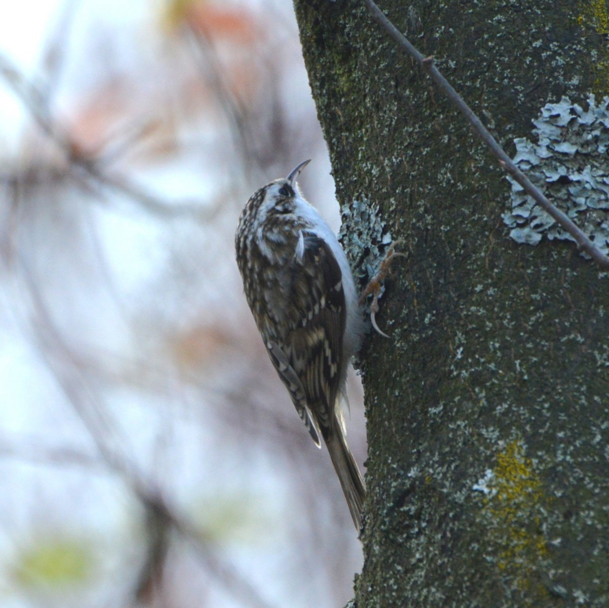 Eurasian Treecreeper - ML645205014