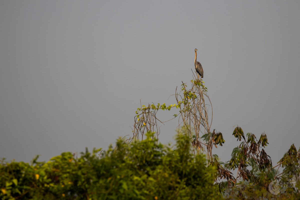 Purple Heron - ML645205017