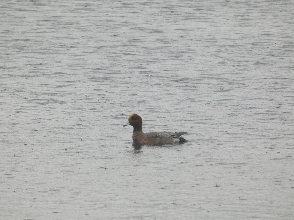 Eurasian Wigeon - ML645205020