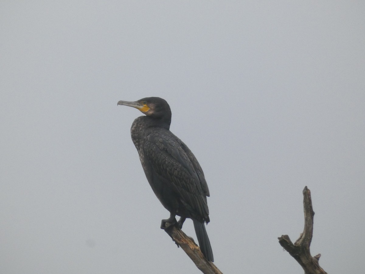 Great Cormorant - ML645205025