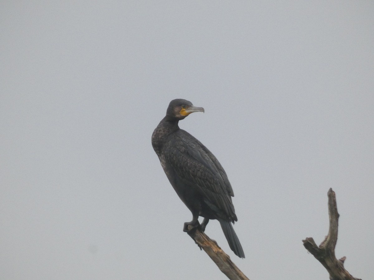 Great Cormorant - ML645205026