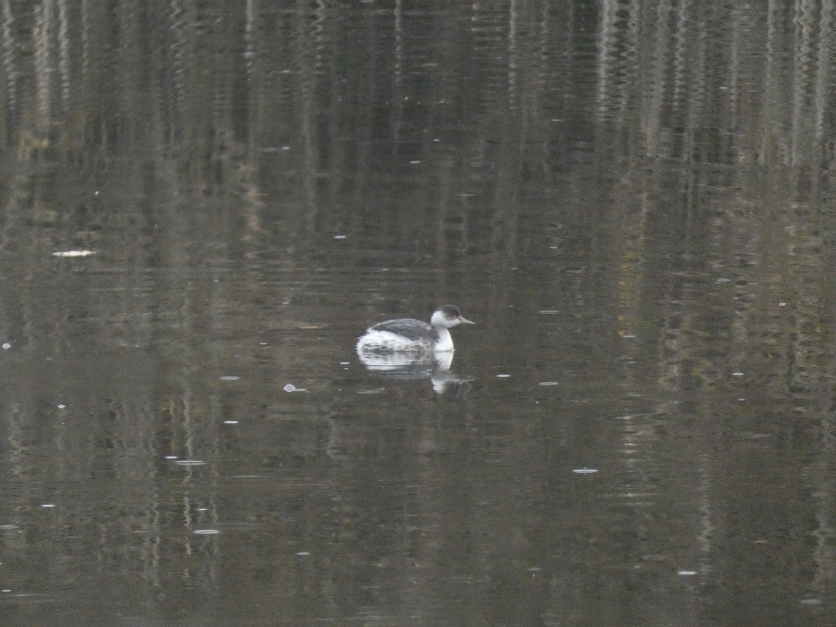 Eared Grebe - ML645205037