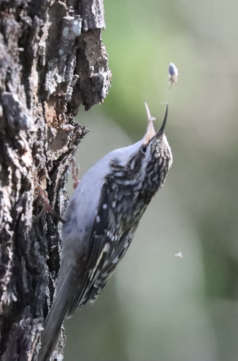 Grimpereau brun - ML645205050