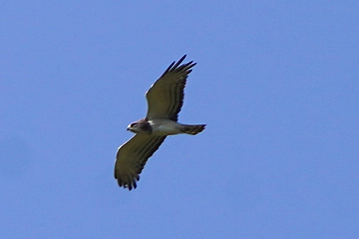 Beaudouin's Snake-Eagle - ML645205053