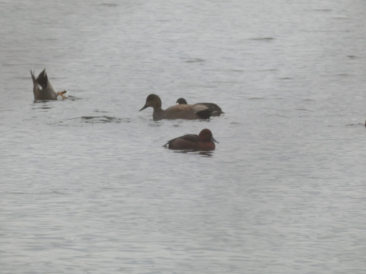 Ferruginous Duck - ML645205054