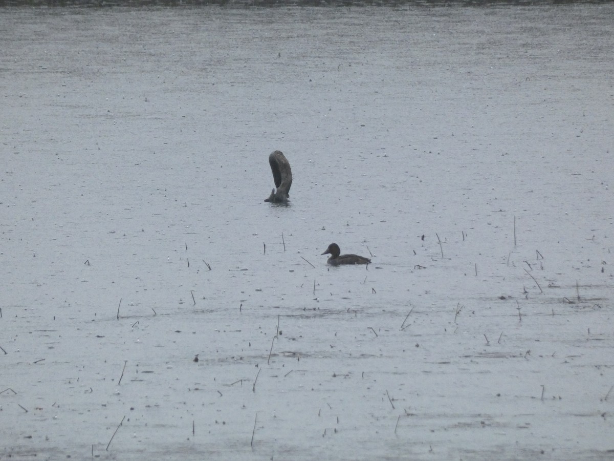 Ferruginous Duck - ML645205058