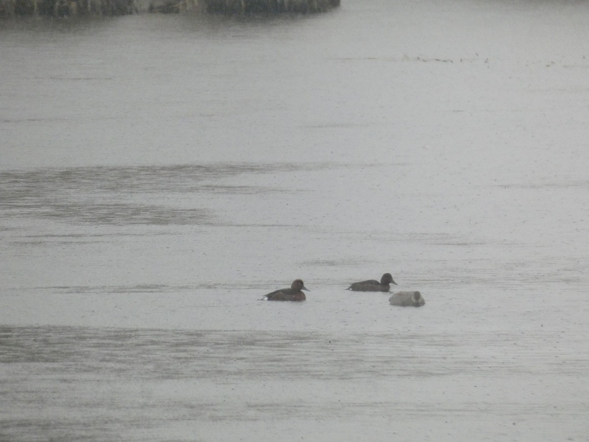 Ferruginous Duck - ML645205059