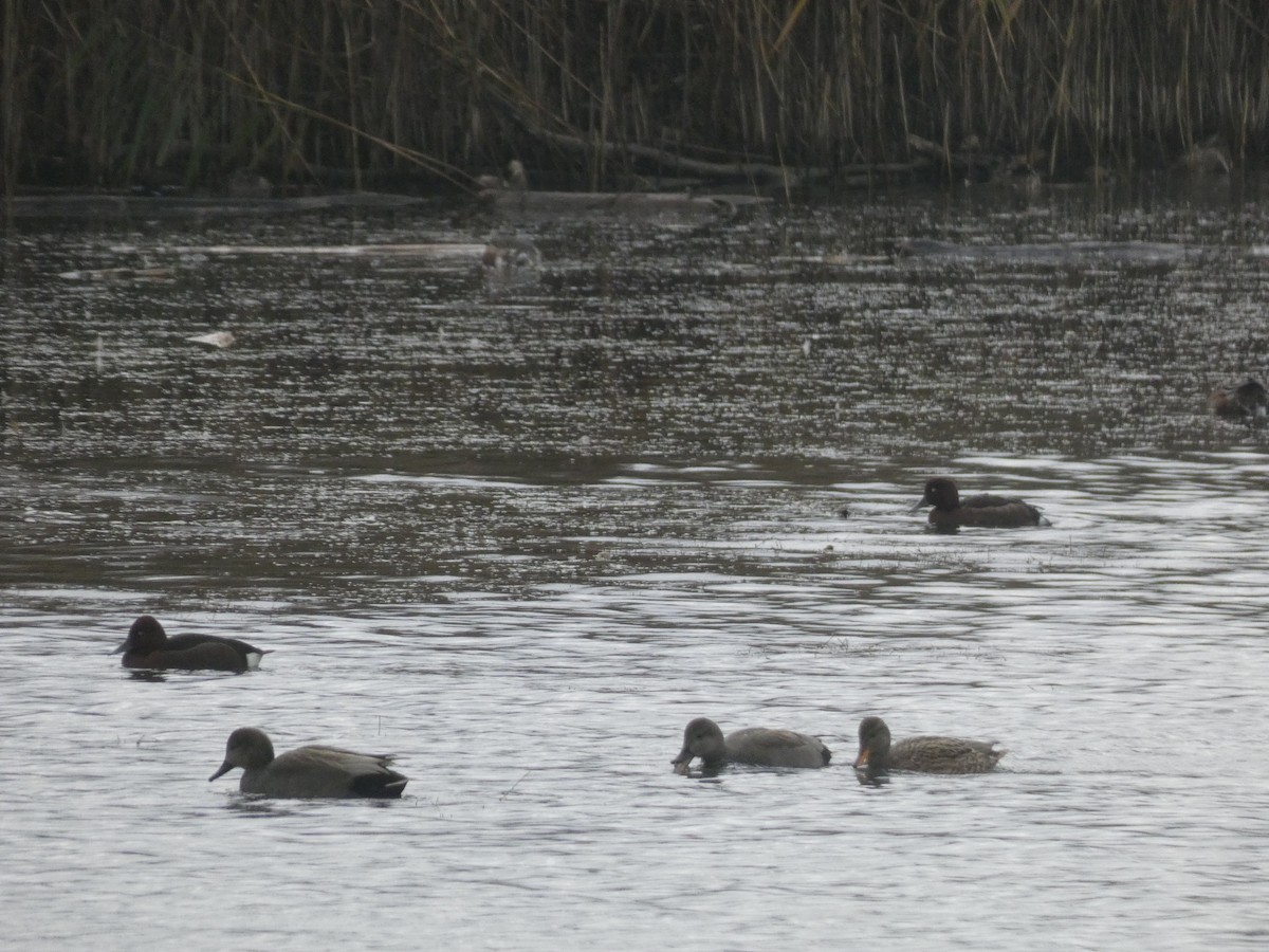 Ferruginous Duck - ML645205060