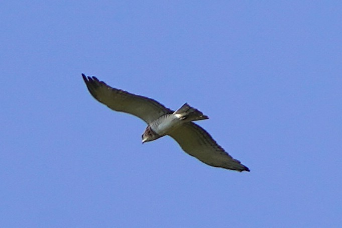 Beaudouin's Snake-Eagle - ML645205065