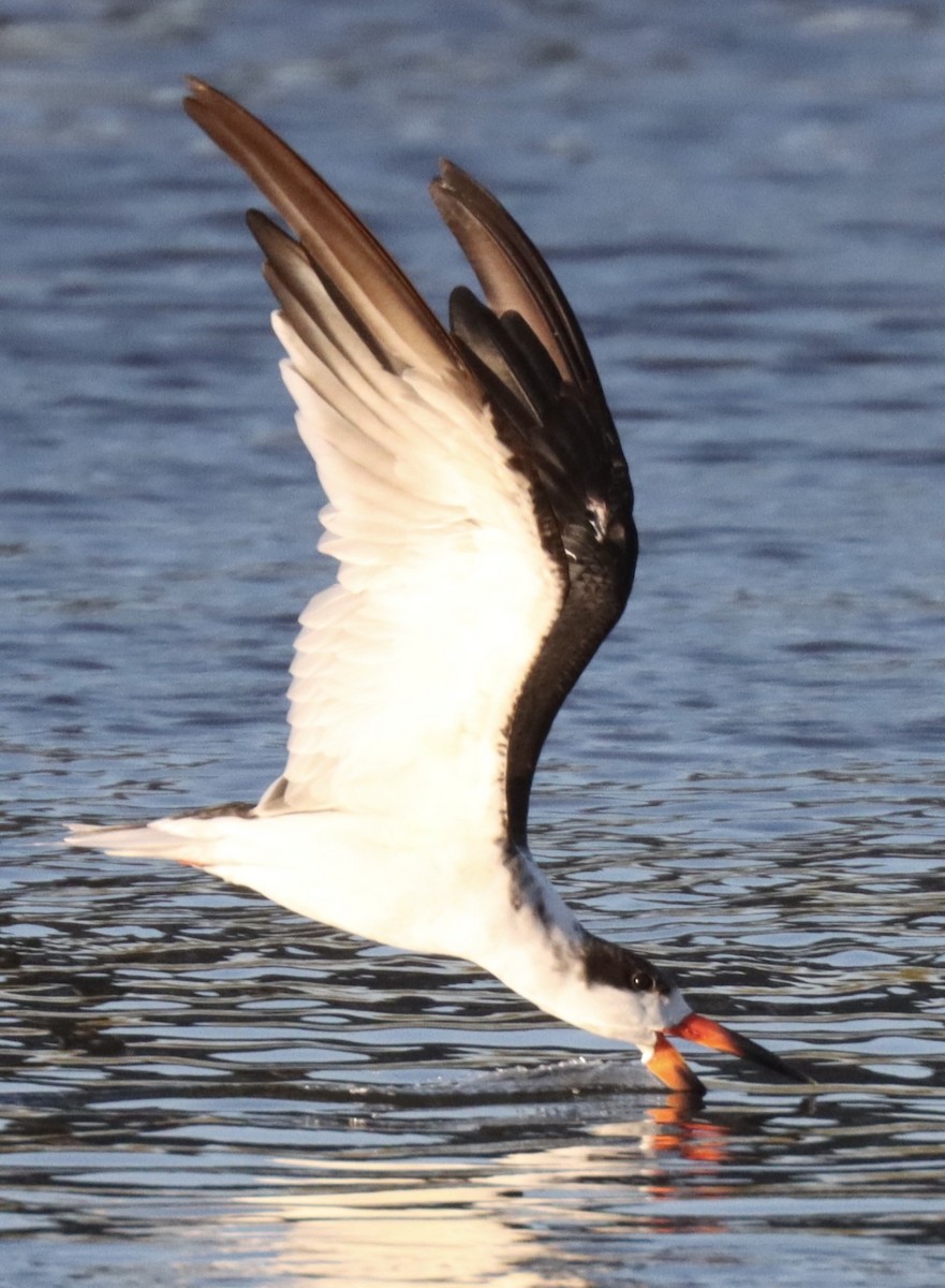 Bec-en-ciseaux noir - ML645205069