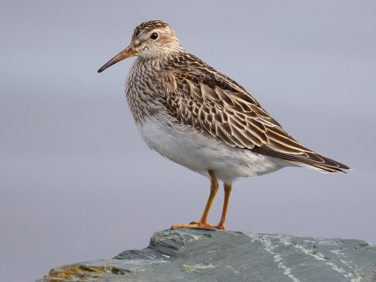 Pectoral Sandpiper - ML645205071