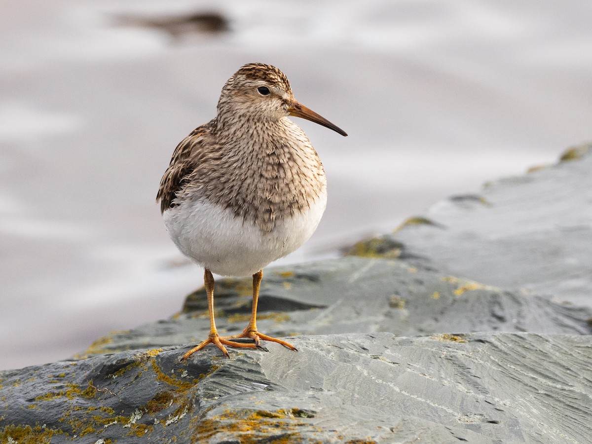 Pectoral Sandpiper - ML645205074